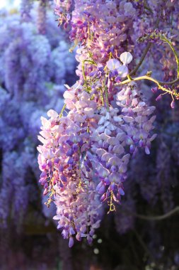 Wisteria tam Bloom