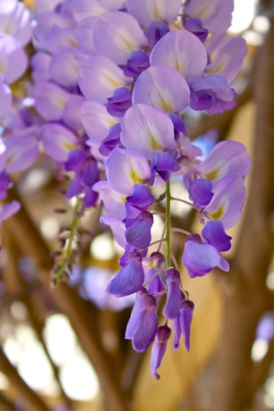 stock image Wisteria in full bloom