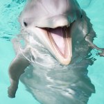 two funny dolphins smiling underwater very close the camera — Stock ...