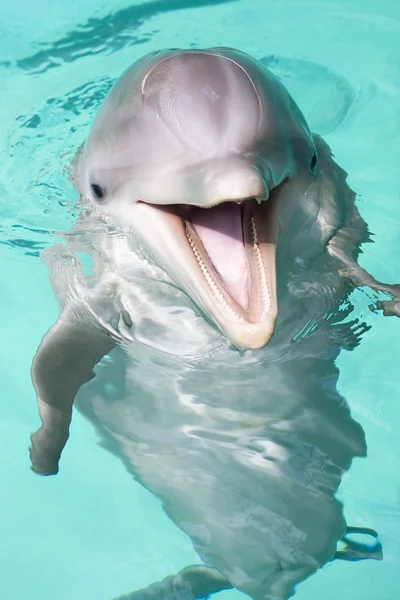 Delfín mular — Foto de Stock