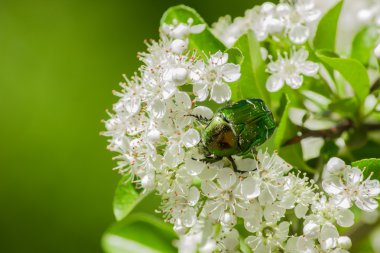 Rose beetle - Cetonia aurata clipart