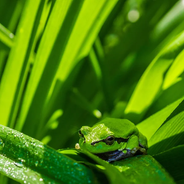 绿色树蛙-雨蛙木本 — 图库照片