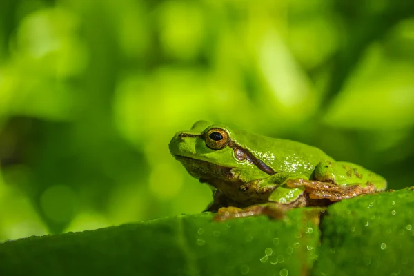 stock image Green tree frog - Hyla arborea