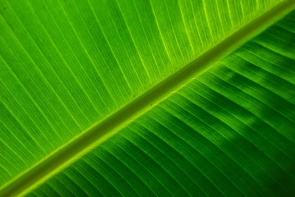 stock image Banana leaf