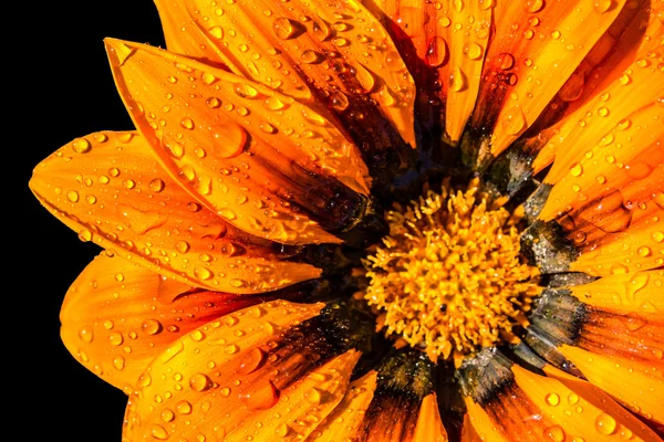 stock image Flower with water drops