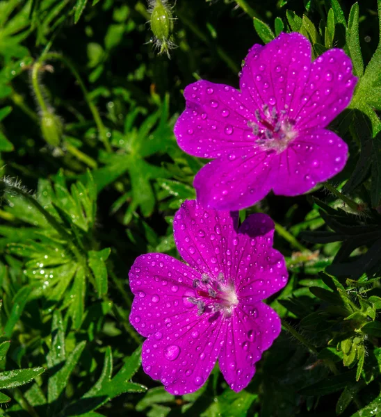 Fleurs violettes Photos De Stock Libres De Droits