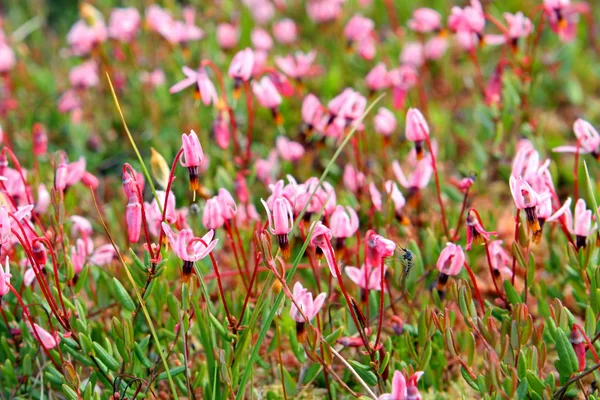 꽃이 만발한 크랜베리 — 스톡 사진