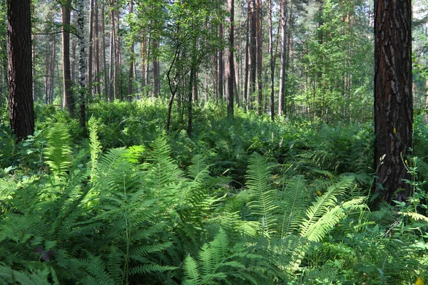 stock image Fern in the wood