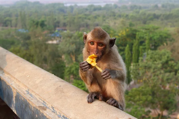 The monkey eats banana — Stock Photo, Image