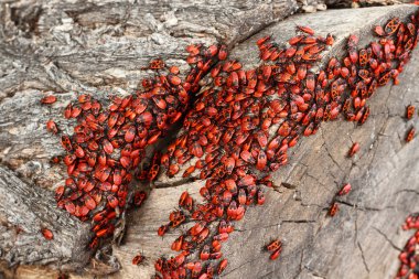 Pyrrhocoris apterus