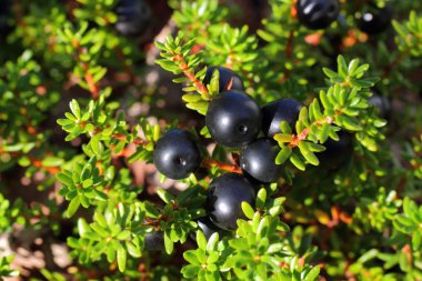 Crowberry clipart