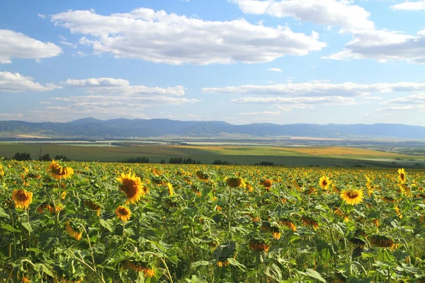 Feld mit Sonnenblumen — Stockfoto