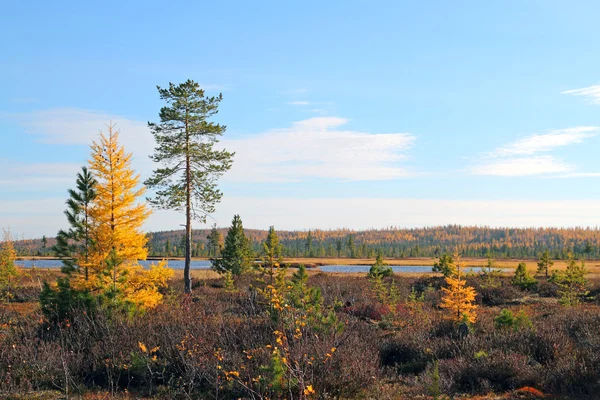 Siberian landscape — Stock Photo, Image