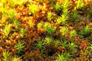 Polytrichum commune clipart