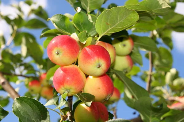 stock image Apples on a branch