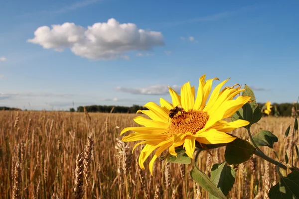 stock image Sunflower