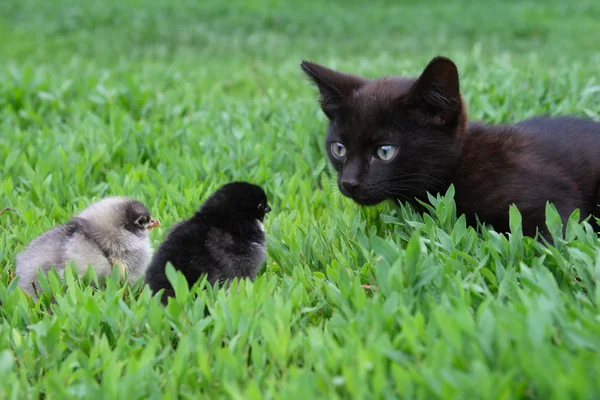 Gatito y dos pollos —  Fotos de Stock