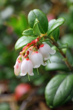 Cowberries