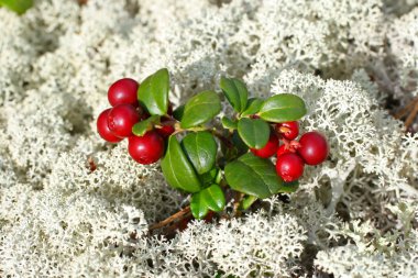 Cowberries