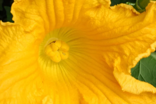 Λουλούδι του μια κολοκύθα — Φωτογραφία Αρχείου