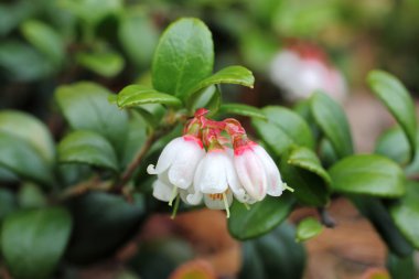 Cowberries