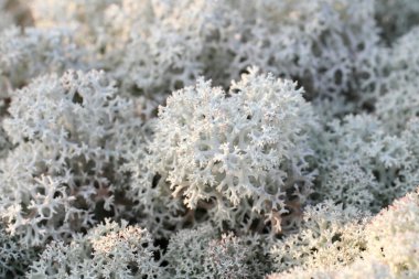 Reindeer moss clipart