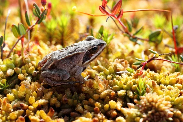 The young frog — Stock Photo, Image