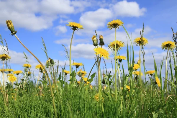 stock image Dandelion