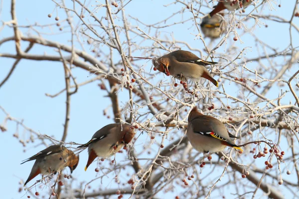 Encerado. Vuelo de aves en una rama —  Fotos de Stock