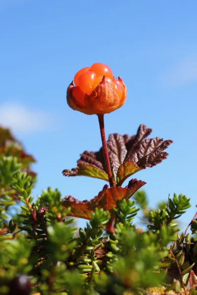 Cloudberries Беррі — стокове фото
