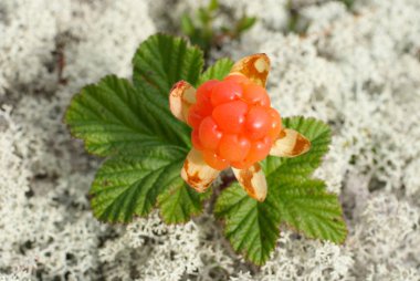 Berry cloudberries