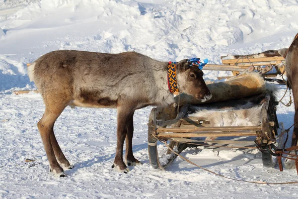 Young reindeer — Stock Photo, Image
