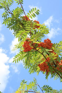 Mountain ash Şubesi