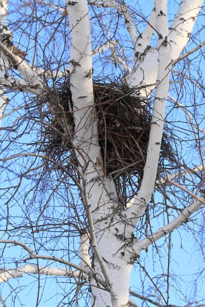 Гнездо птицы на березе — стоковое фото