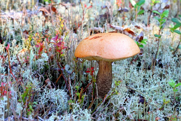 Pilz und Espenpilz — Stockfoto