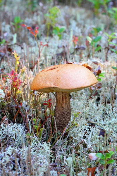 Cogumelo um cogumelo de álamo — Fotografia de Stock
