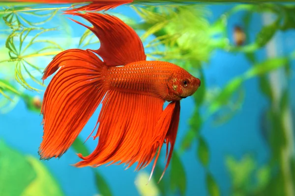 Aquarian fish (Betta splendens) — Stock Photo, Image