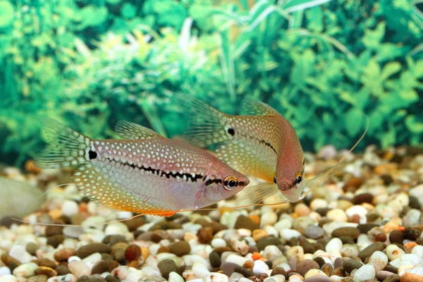 Peixe aquariano (Trichogaster leeri ) — Fotografia de Stock