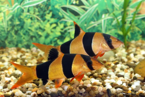 Aquarian ryb (botia macracantha, chromobotia macracanthus) — Zdjęcie stockowe