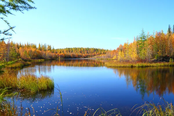 Wood lake in the autumn Stock Picture
