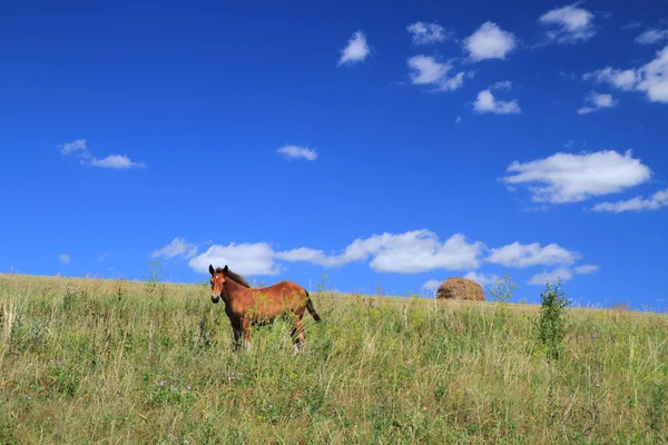 Foal en una pendiente de la colina —  Fotos de Stock