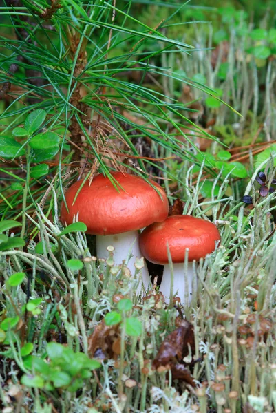 蘑菇红菇 — 图库照片