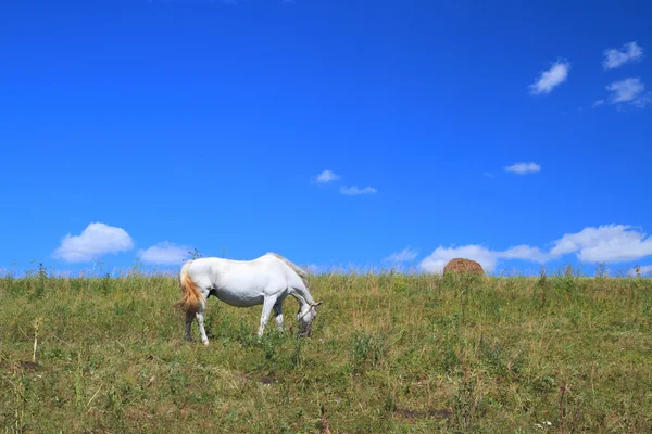 De grijze paard op een weide — Stockfoto