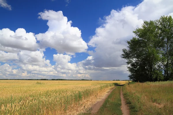 Bir buğday alanı arasında yolun — Stok fotoğraf