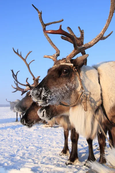 stock image Reindeer