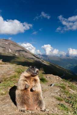 Alpine Marmot. clipart