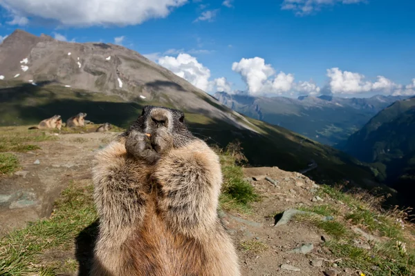 stock image Alpine Marmot.