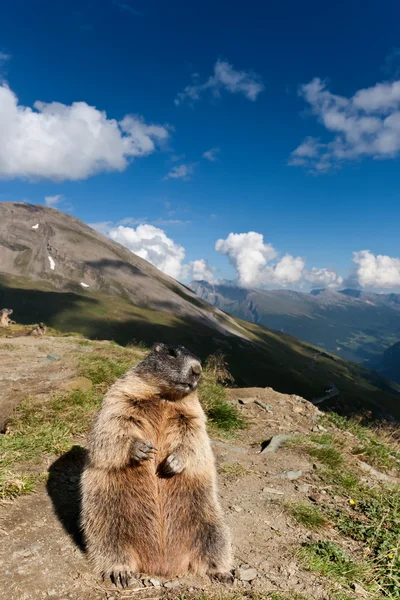 Бабак альпійський . — стокове фото