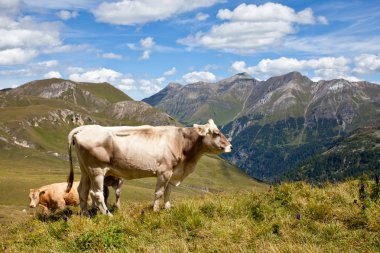 Alpine cows. clipart