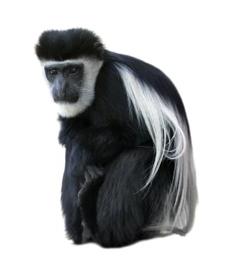 Mantled Guereza (Colobus guereza). clipart